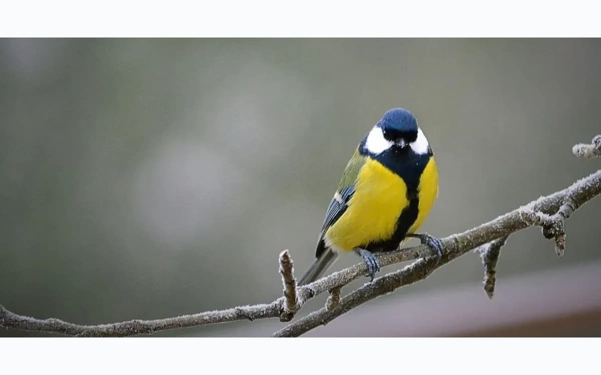 Future Zoologist Academy bird biology lesson