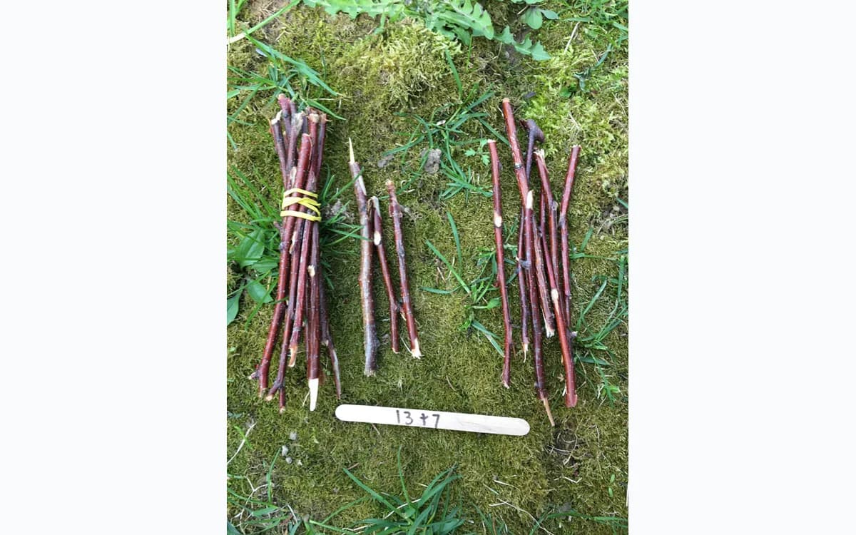 Wild Math place-value activity using bundled sticks